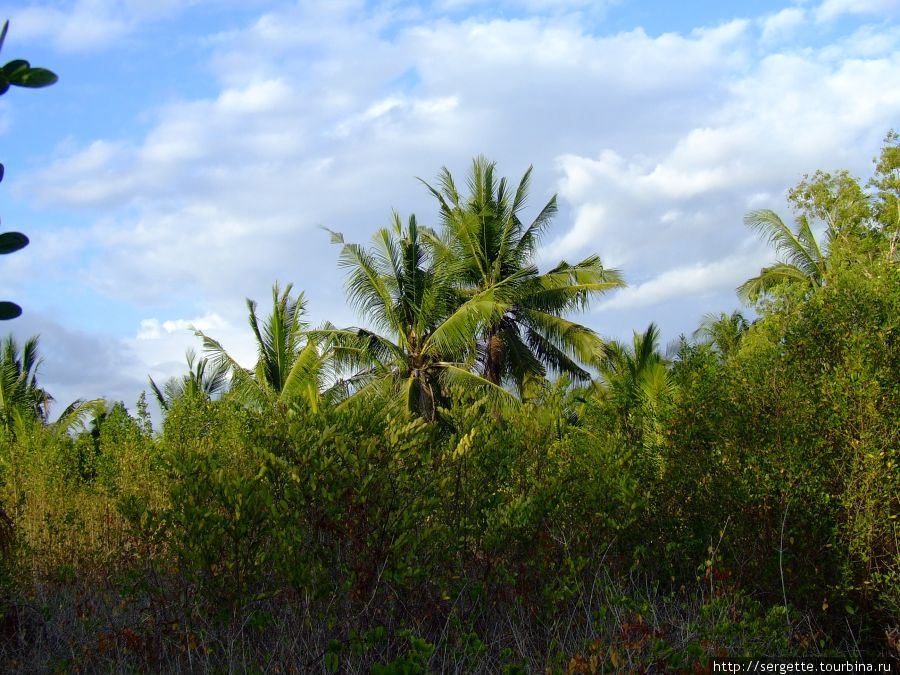 Плантация кокосов Пуэрто-Принсеса, остров Палаван, Филиппины