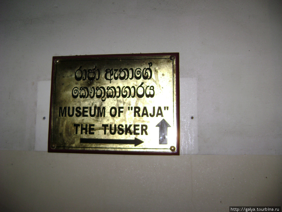 Музей храмового слона. Видите, его очень уважительно называют Раджой... Бентота, Шри-Ланка