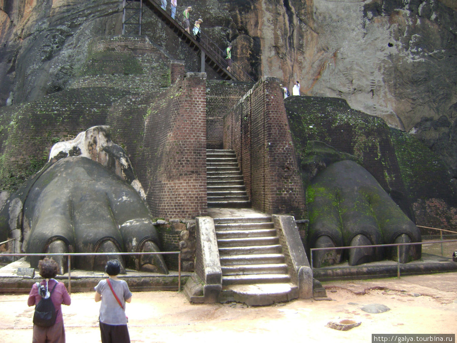 вот они — Лапы Льва Бентота, Шри-Ланка
