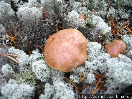 Потрясающее зрелище — грибы во мху! Сургут, Россия