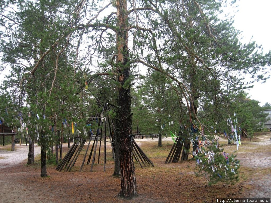 Лоскутки тряпочек на ветках дерева — обычай хантов Сургут, Россия