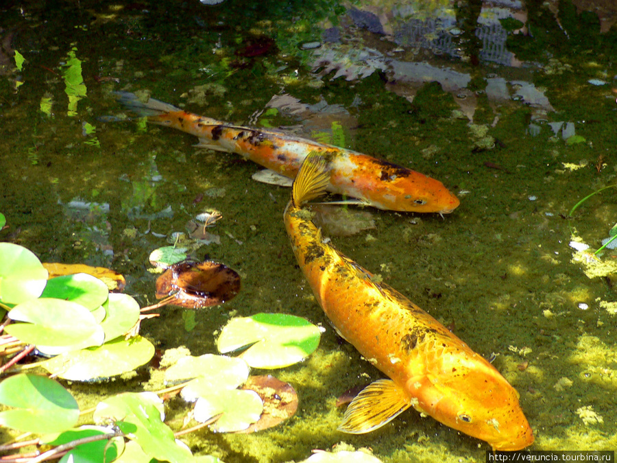 Золотые рыбки в ботаническом саду. Республика Крым, Россия