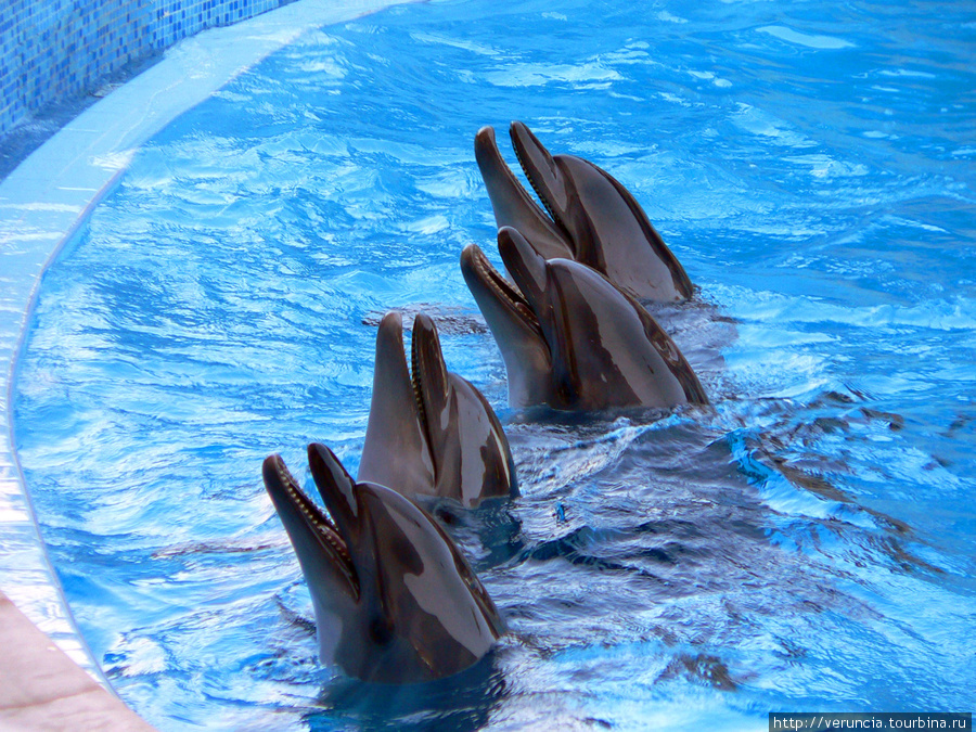И дельфины в Дельфинарии 