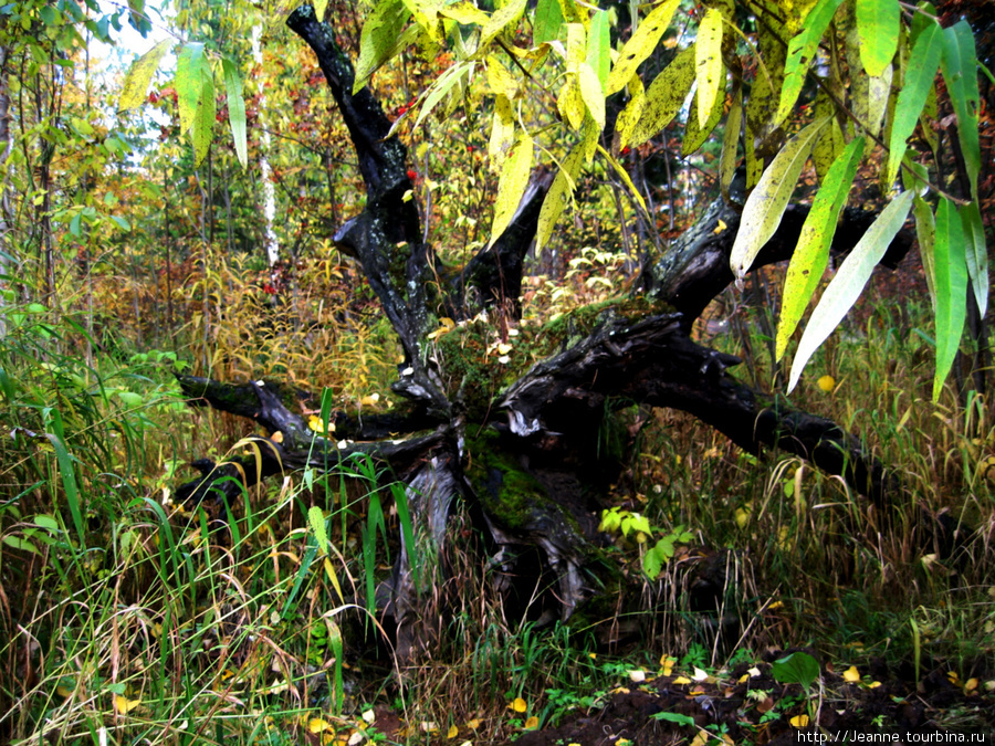 Симпатичная коряга в лесу Сургут, Россия