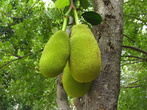 Джек-фруты — самые большие фрукты в мире