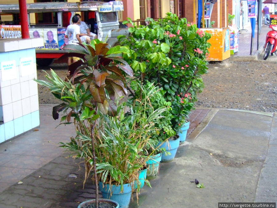Зелень в городе Пуэрто-Принсеса, остров Палаван, Филиппины