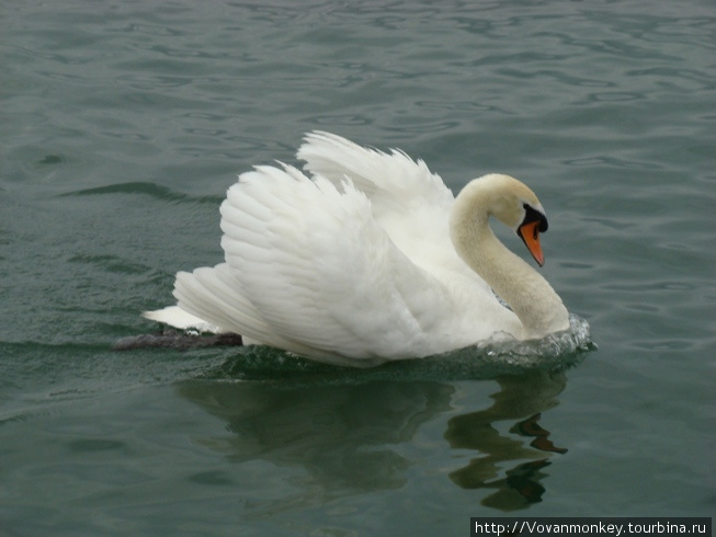 Swan. Цюрих, Швейцария