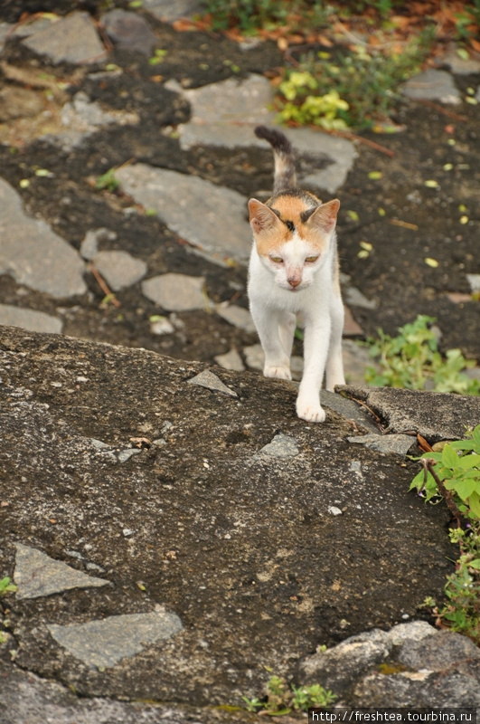 Кошки, гуляющие по крепостным стенам сами по себе — тоже из привычных для меня персонажей Галле. Шри-Ланка