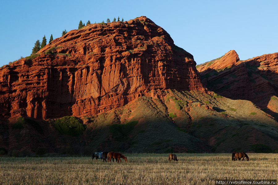 Долина Джеты-Огуз. Кони на выпасе. Иссык-Кульская область, Киргизия