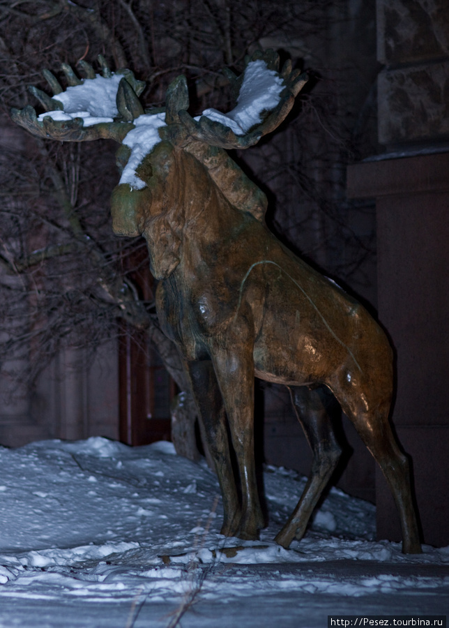 Лось перед зданием зоологического музея. Хельсинки, Финляндия