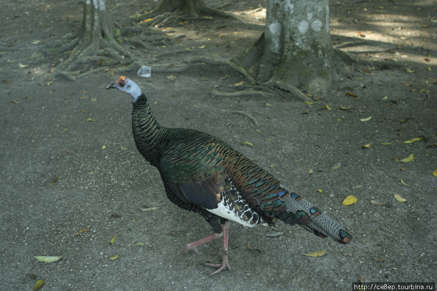 Данный вид птиц ходит туда-сюда постоянно и встречается в самых неожиданных местах Мирадора Департамент Петен, Гватемала