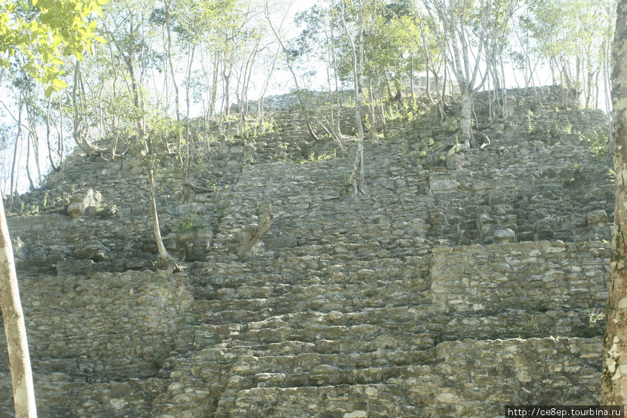 Верхушка Ла Данте — откопана, но из нее растут деревья. Скорее всего ее откопали лет 15 назад, и с тех пор здесь уже выросли новые деревьица, до которых никому дела нет. Еще 100 лет — и можно было бы и не откапывать. Департамент Петен, Гватемала