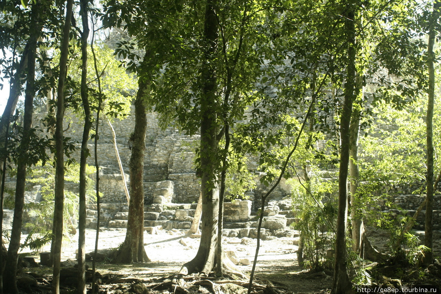 Все раскопки окружены лесом, в котором проложены небольшие тропинки. И даже за 40 метров не всегда понятно, что там что-то есть. Департамент Петен, Гватемала