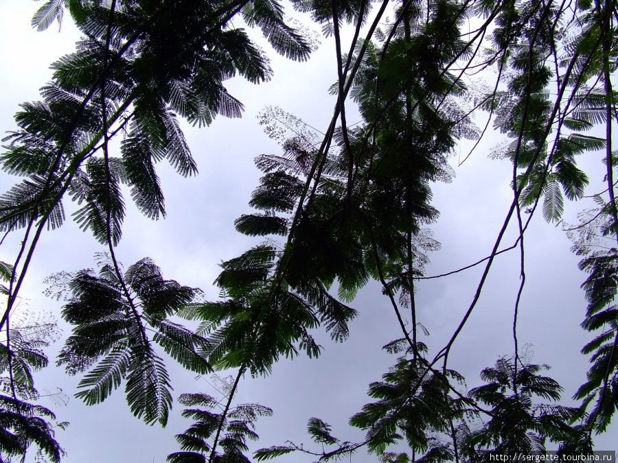 Изящные листья Пуэрто-Принсеса, остров Палаван, Филиппины