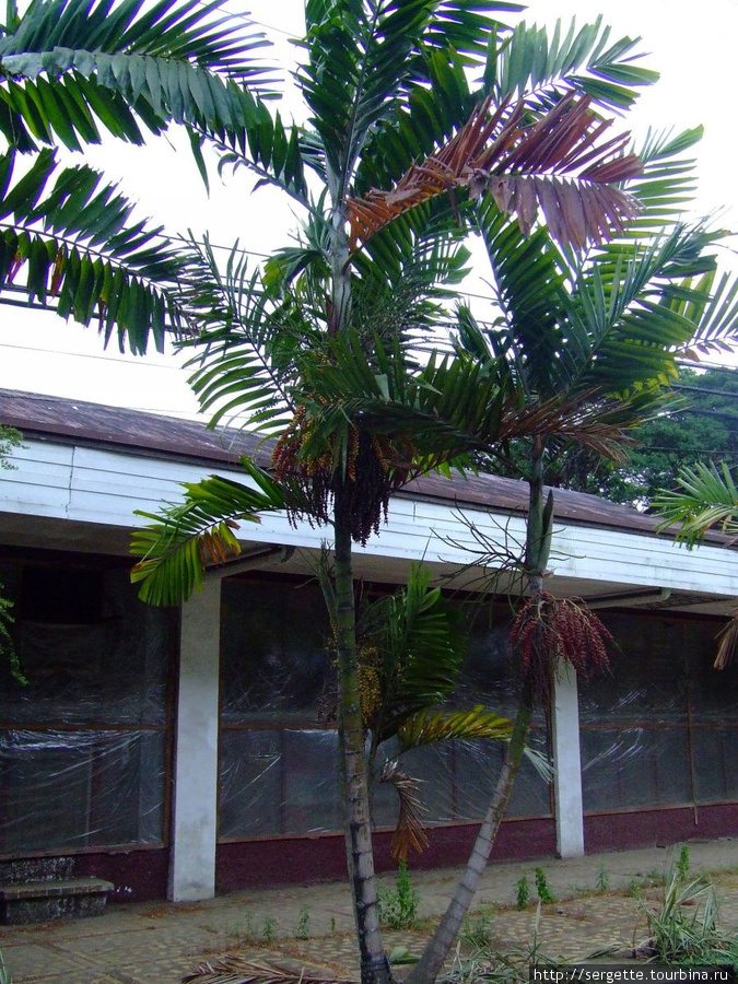 Масличная пальма, как мне кажется Пуэрто-Принсеса, остров Палаван, Филиппины