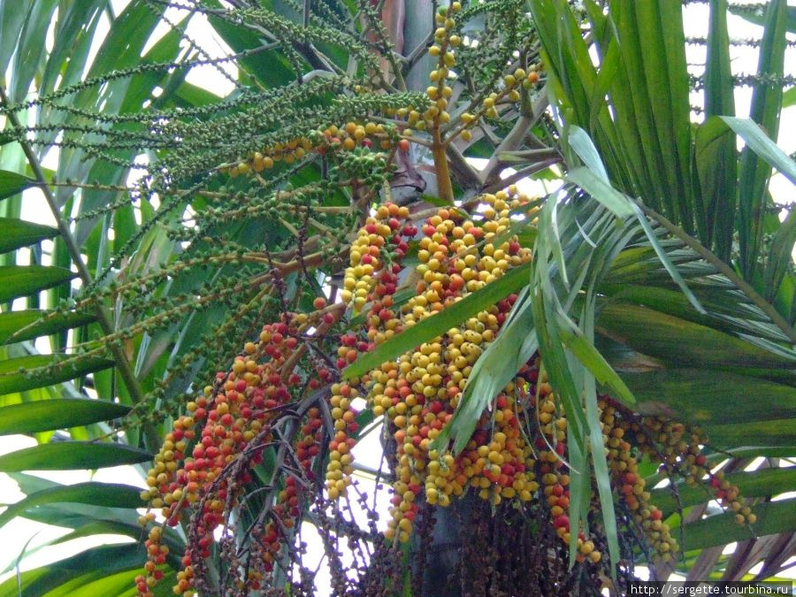 ЕЕ плоды Пуэрто-Принсеса, остров Палаван, Филиппины