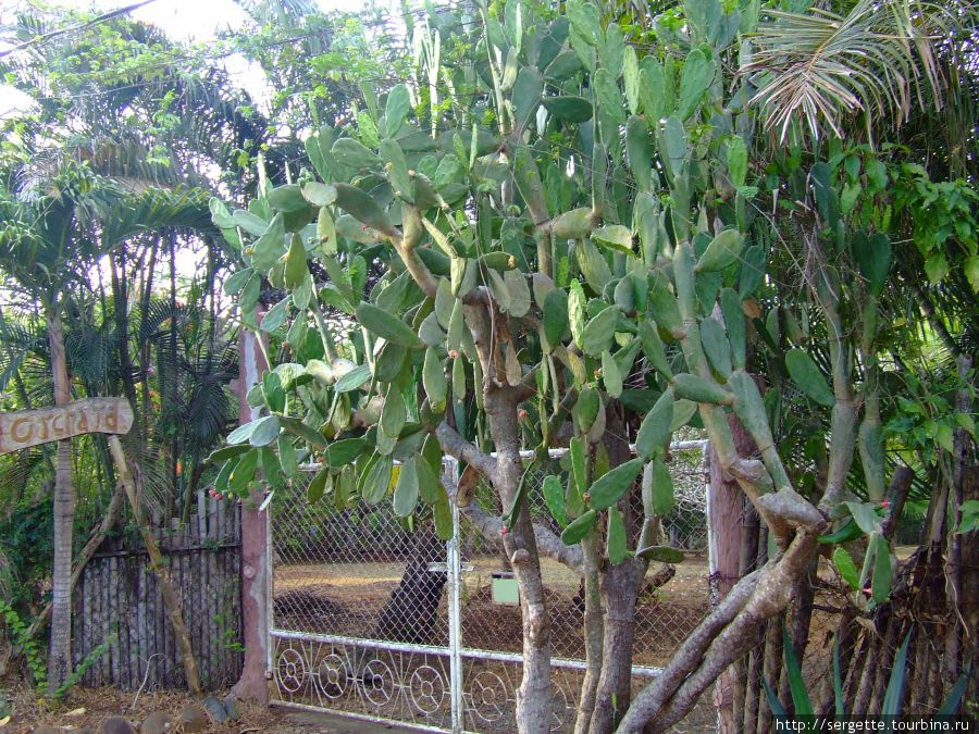 И даже кактусы Пуэрто-Принсеса, остров Палаван, Филиппины