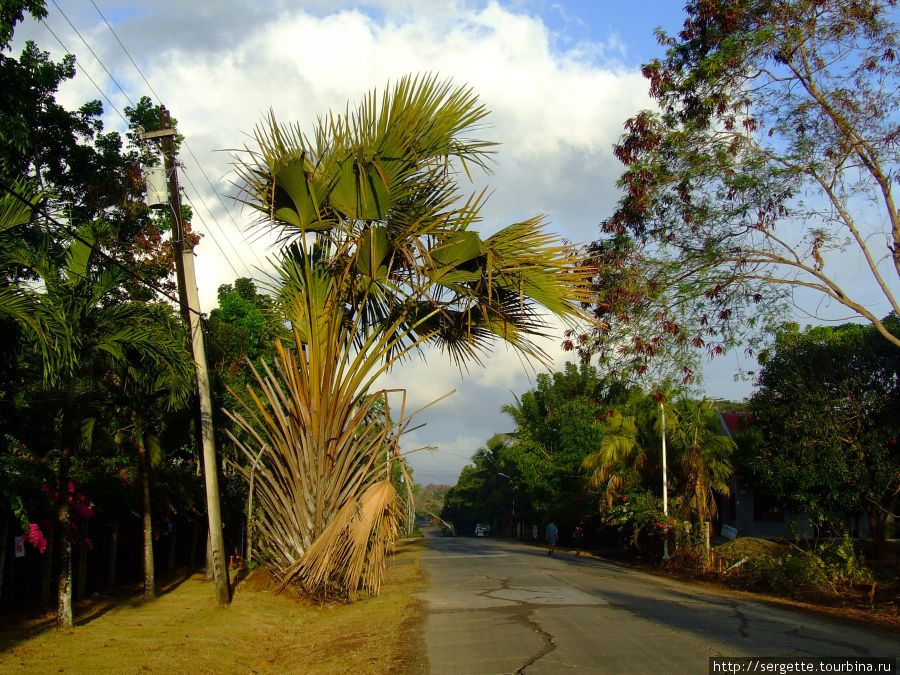 Веерная пальма, правда немного покоцаная Пуэрто-Принсеса, остров Палаван, Филиппины