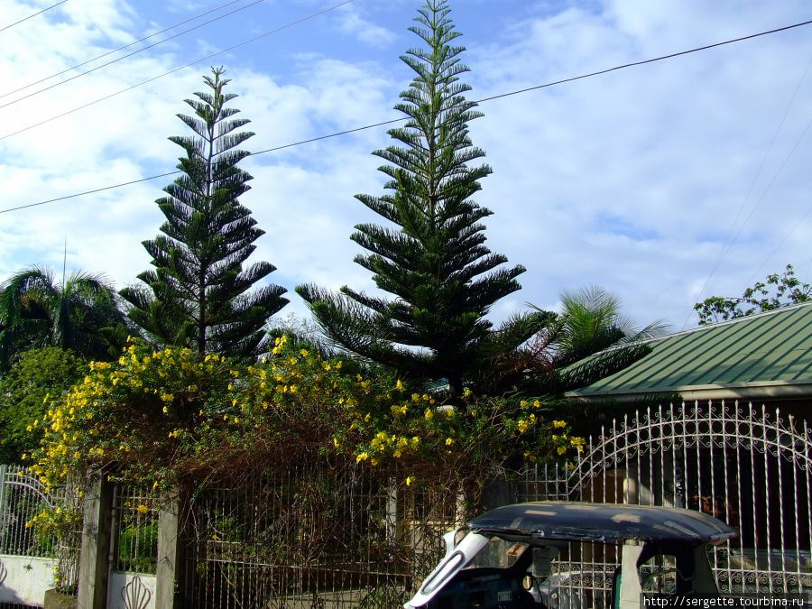 Опять елки — палки. Пуэрто-Принсеса, остров Палаван, Филиппины