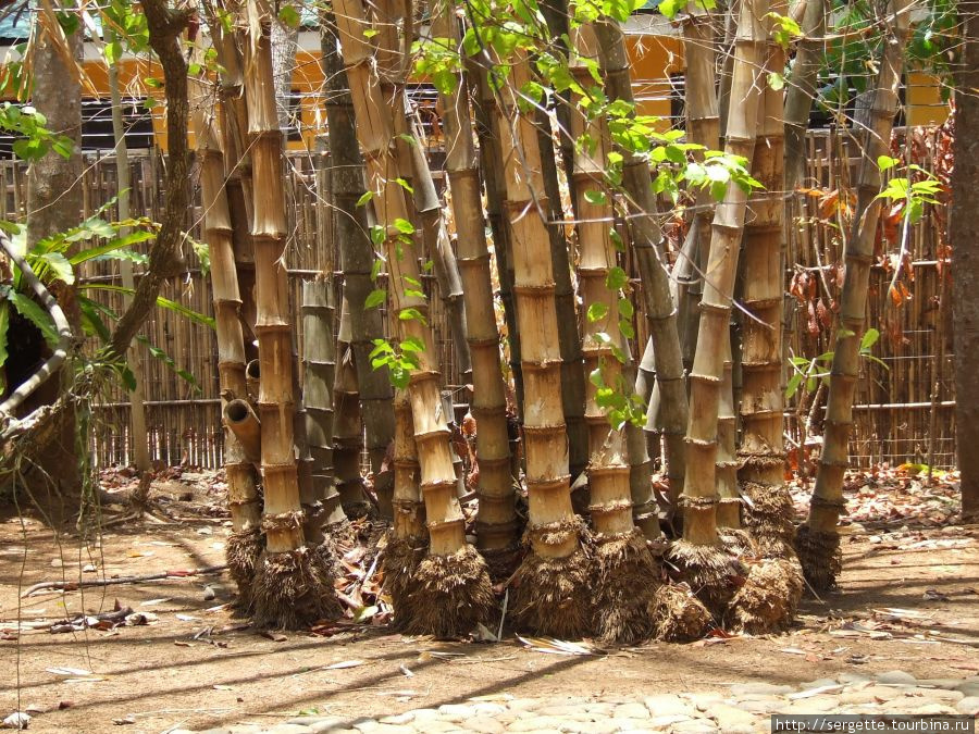 Бамбук Пуэрто-Принсеса, остров Палаван, Филиппины