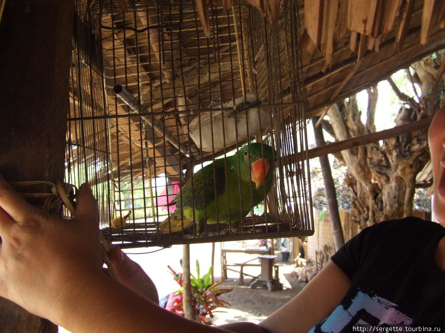 Попугай говорящий. Отвечает  Hallo Пуэрто-Принсеса, остров Палаван, Филиппины