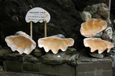Раковины гигантских моллюсков