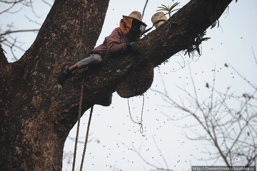 Охота  за  пчелинным  мёдом(уходящие традиции Непала). Зона Лумбини, Непал