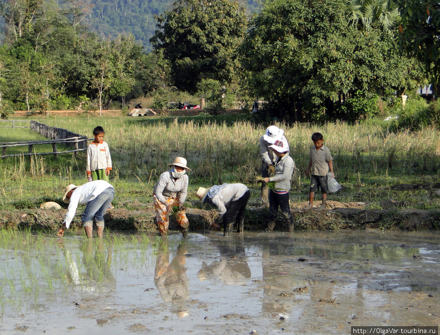 Посадка рисовых ростков в Камбодже Провинция Сиемреап, Камбоджа