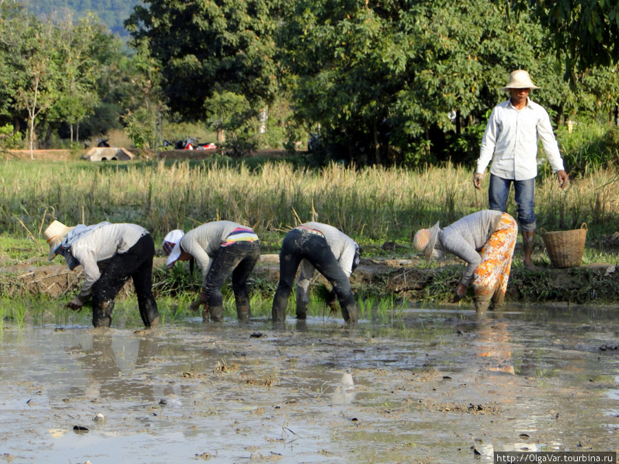 Рис – всему голова Провинция Сиемреап, Камбоджа