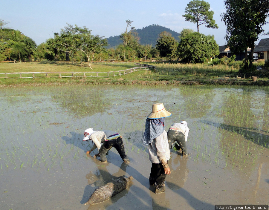 Рис – всему голова Провинция Сиемреап, Камбоджа