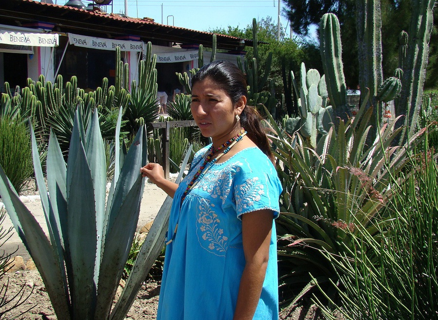 Младший брат текилы или вся правда о мескале Штат Оахака, Мексика