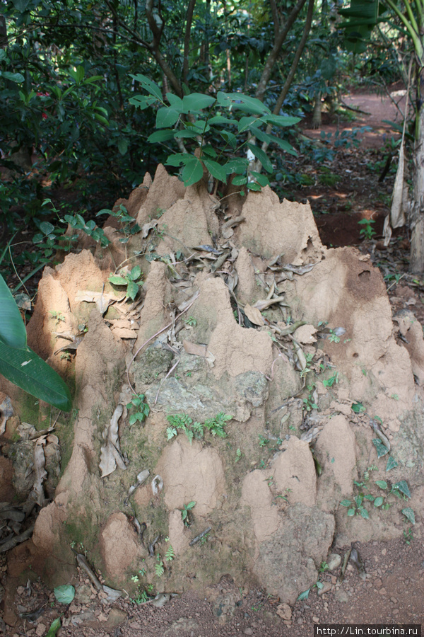 обиталище термитов Штат Гоа, Индия