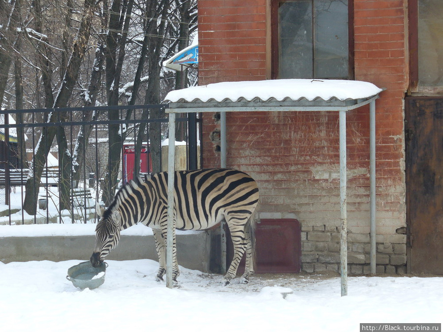 Зебра равнинная с тазиком зажигает не по-детски Харьков, Украина
