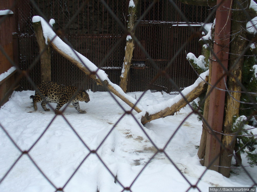 Леопард амурский ходит по спирали Харьков, Украина