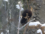 Усурийский гималайский медведь сидит на ветке задом кверху