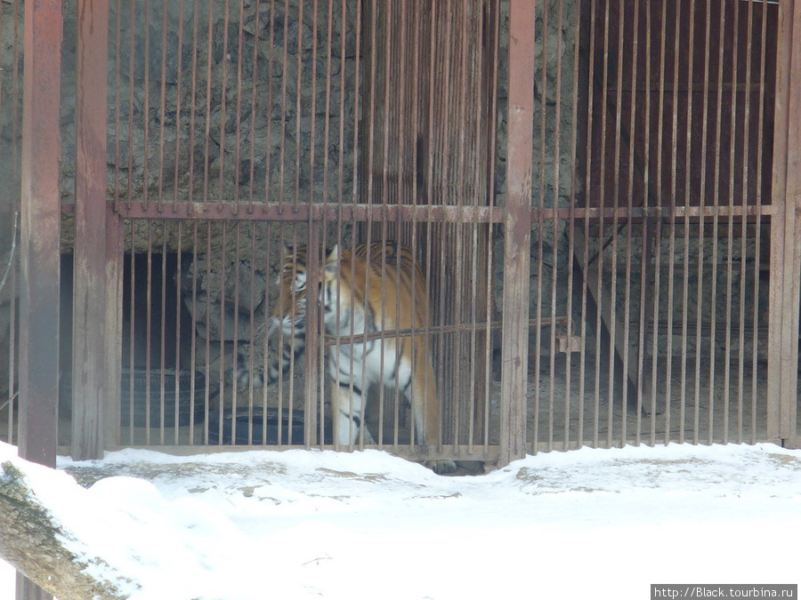 Тигр амурский сидел в своем укрытии, на снег не вылезал Харьков, Украина