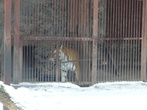 Тигр амурский сидел в своем укрытии, на снег не вылезал