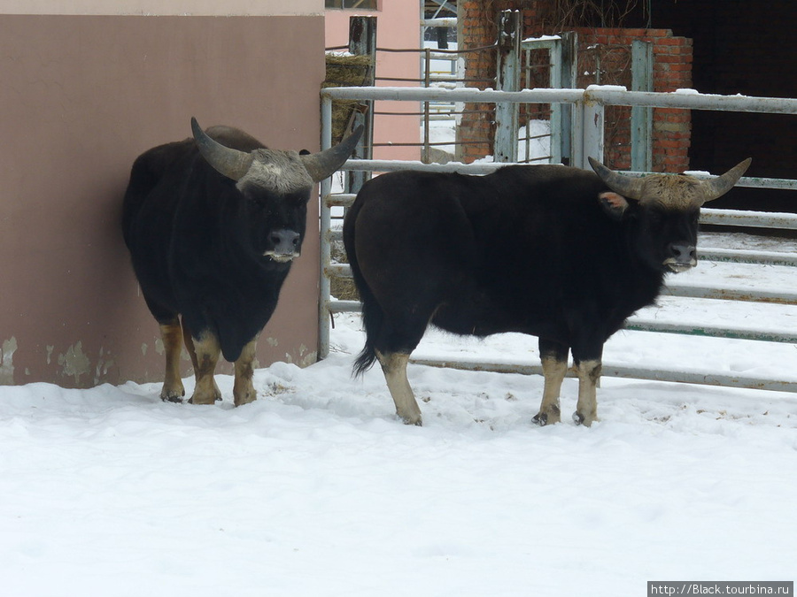 Гаял – архизабавный бык Харьков, Украина