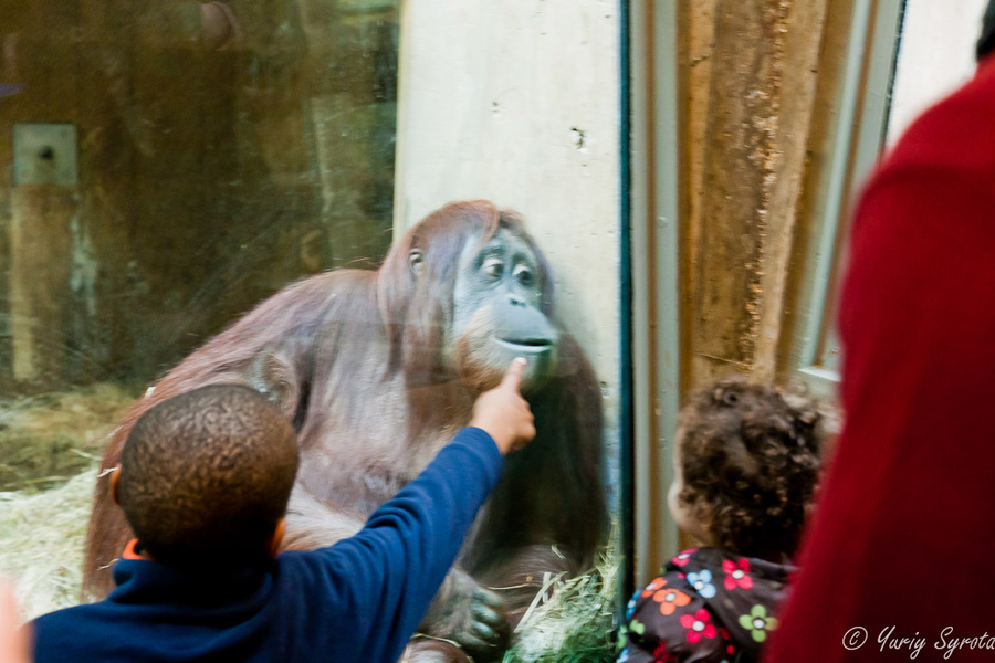 Этот парень общается с посетителями через стекло. Политически-некорректный кадр;) Вашингтон, CША