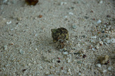 Морские раки (Гума) | пляж Отуа, ПНГ
