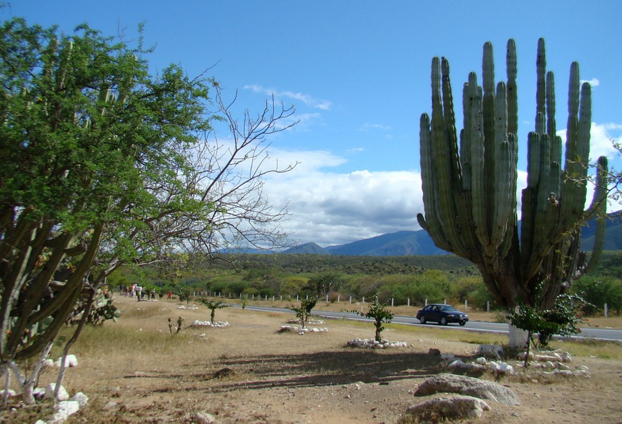 Большое мексиканское путешествие с кактусами Мексика