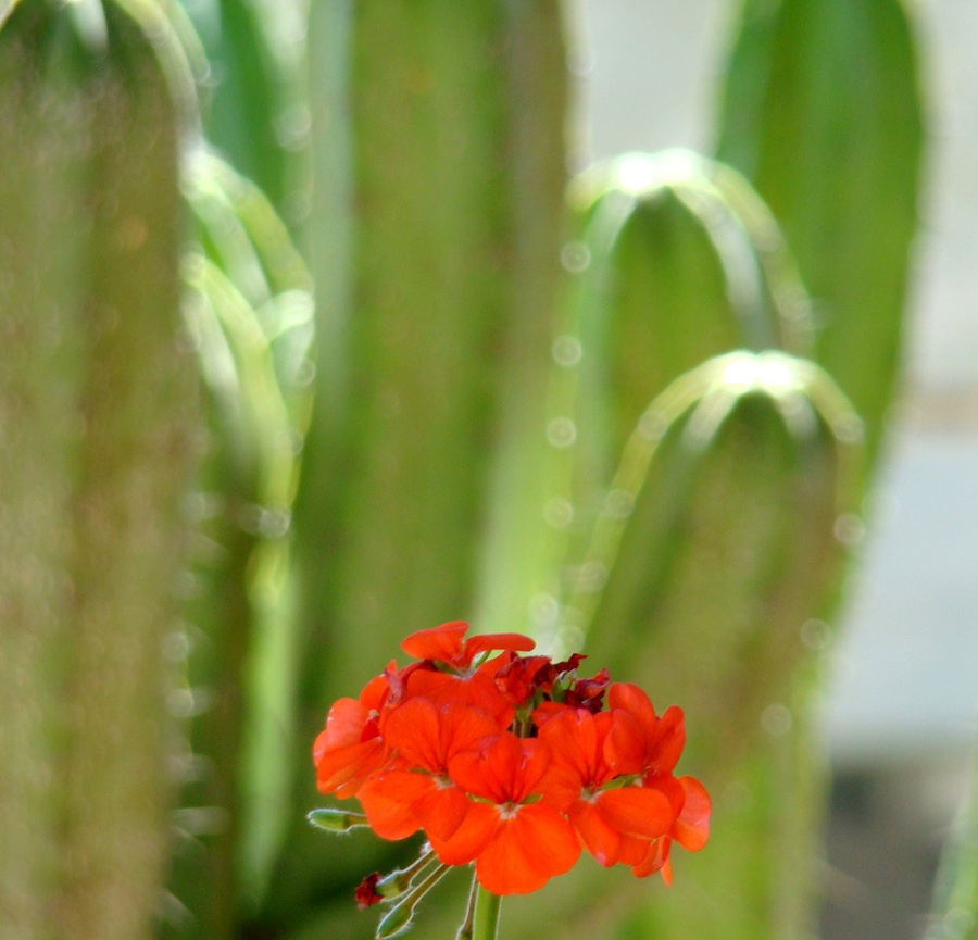 Большое мексиканское путешествие с кактусами Мексика