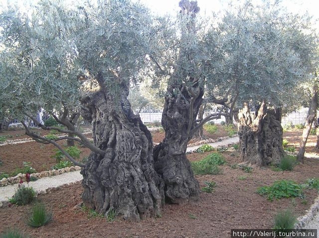 Похоже, что эти маслины видели Христа