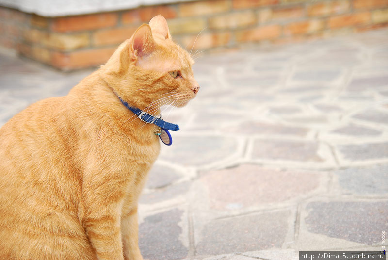 Практически у всех кошек и собак, которые бегают по улицам, есть медальончик с именем и адресом. Венеция, Италия