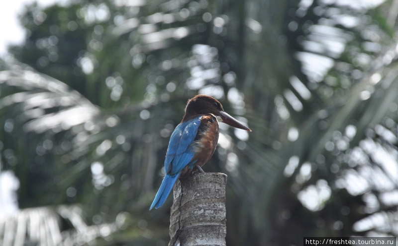 К себе близко зимородки подпускают неохотно, но если подойти тихо, на веслах — можно сделать фото с королем рыбалки. Нам повезло! Шри-Ланка