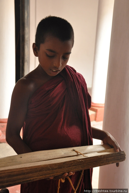 Священные тексты буддизма до сих пор записываются на пластинках из листьев талипотовой пальмы, или ’ola leaf’. Шри-Ланка