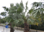 пальмы в феврале пос. Лазаревское