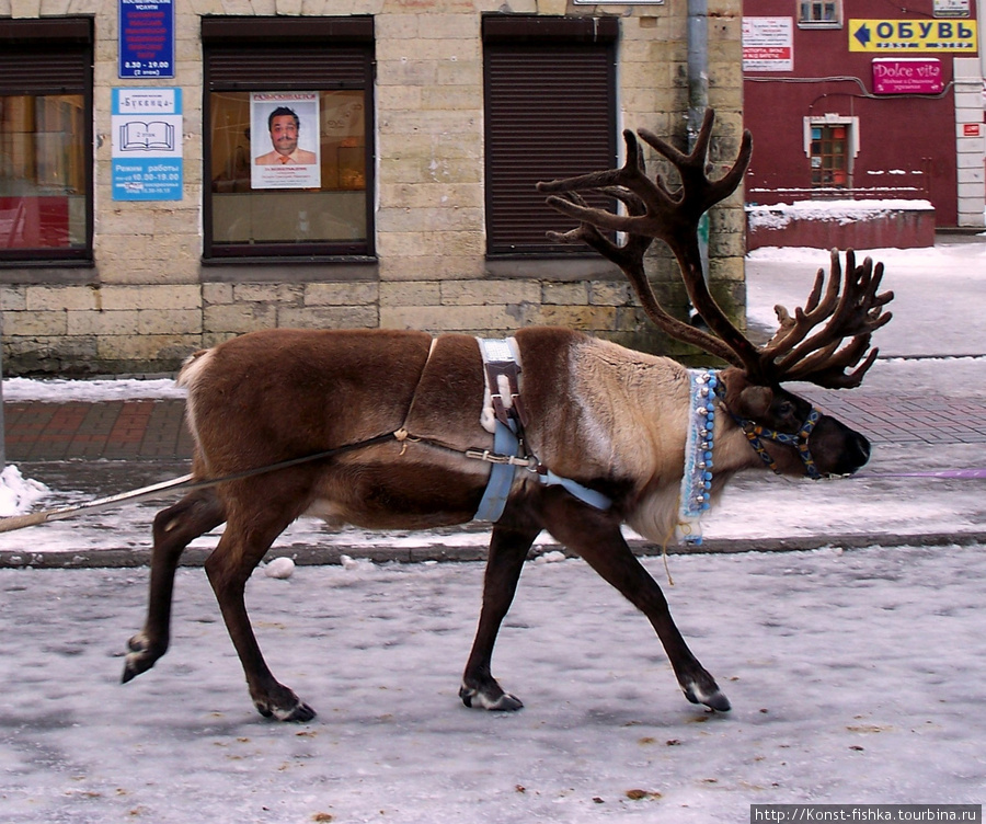 На севере Гатчины. Гатчина, Россия