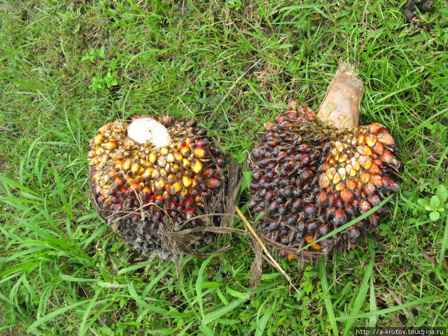 Плоды масличной пальмы, выращиваемые в этой местности Кудат, Малайзия