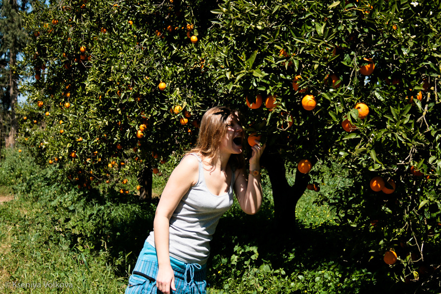 Апельсиновые рощи под Лимассолом Район Лимассол, Кипр
